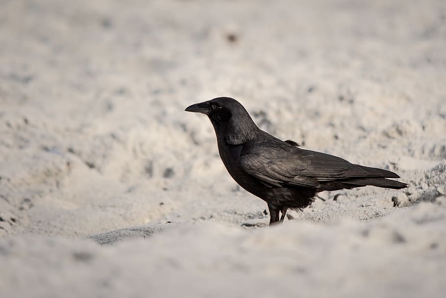 bird, animal, one animal, animal themes, animal wildlife, animals in the wild HD wallpaper