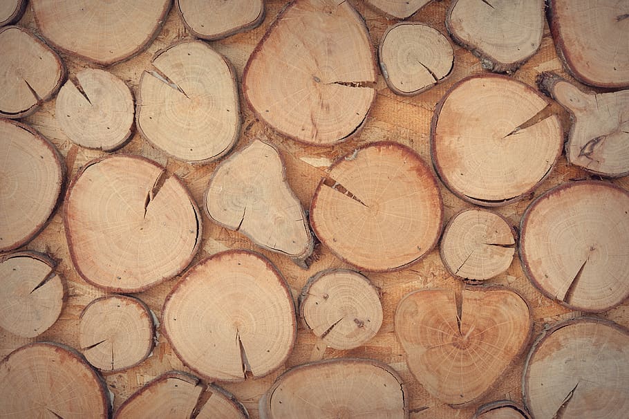Slice of Brown Wooden Log, design, surface, texture, wall, full frame HD wallpaper