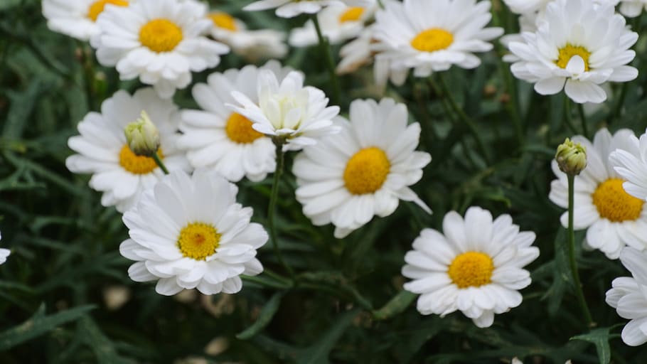 nature, summer, spring, flower, floral, background, garden HD wallpaper