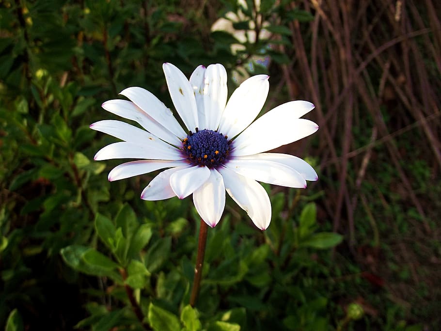 plant, flower, daisy, flowering plant, petal, fragility, vulnerability HD wallpaper