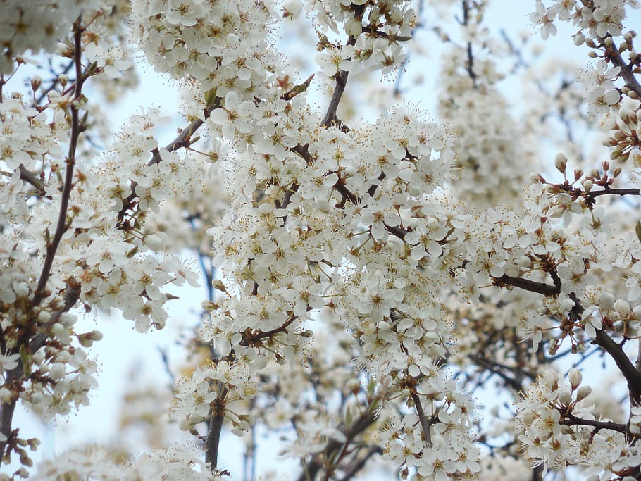 blossoming cherry, white flowers, tree, spring, plant, flowering plant HD wallpaper