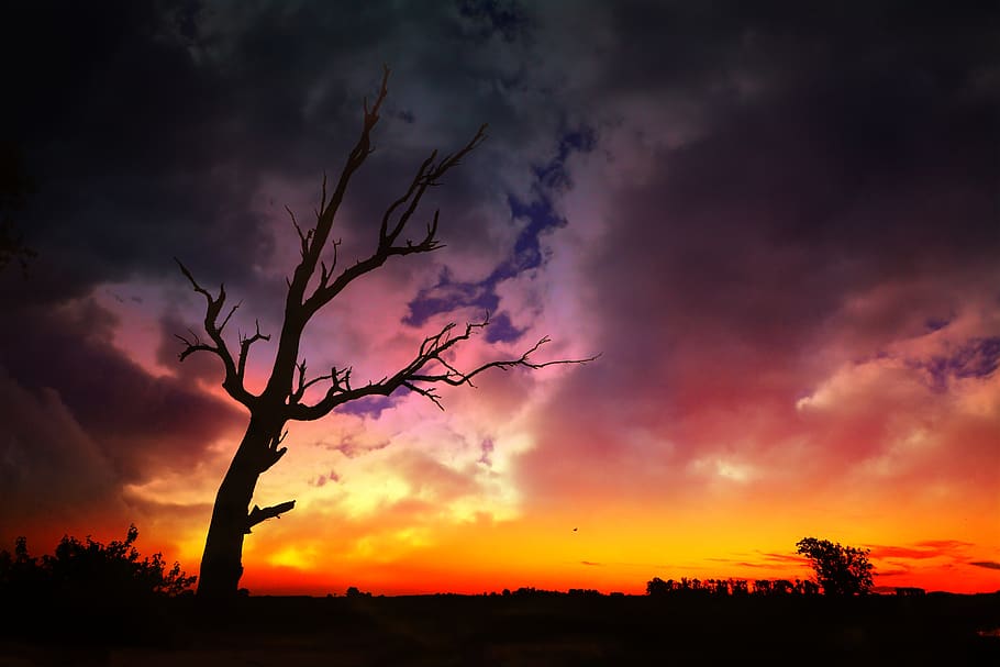tree, landscape, nature, clouds, night, branches, sunset, storm HD wallpaper