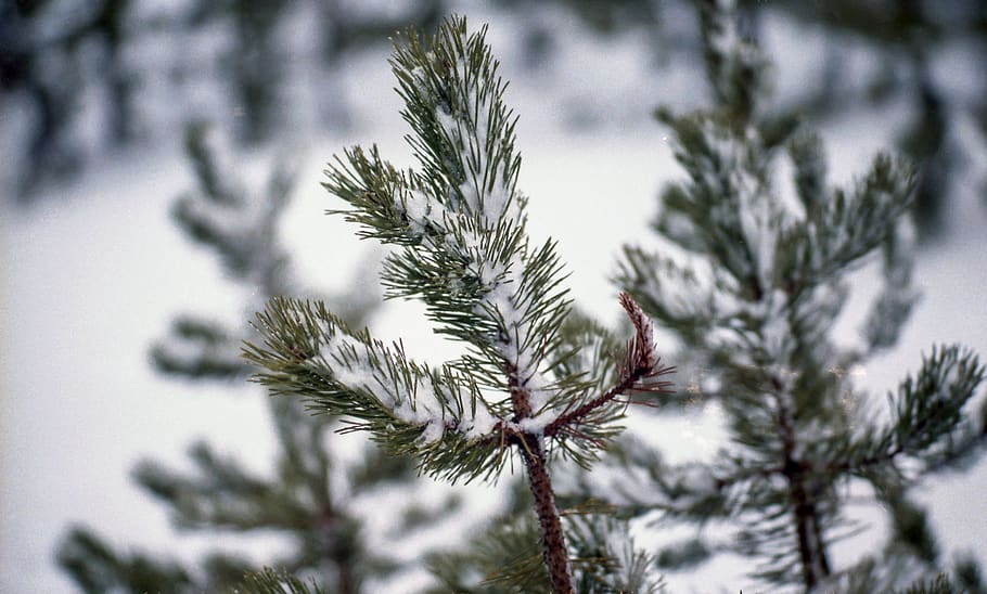 trees, pine, nature, forest, cold temperature, plant, snow HD wallpaper