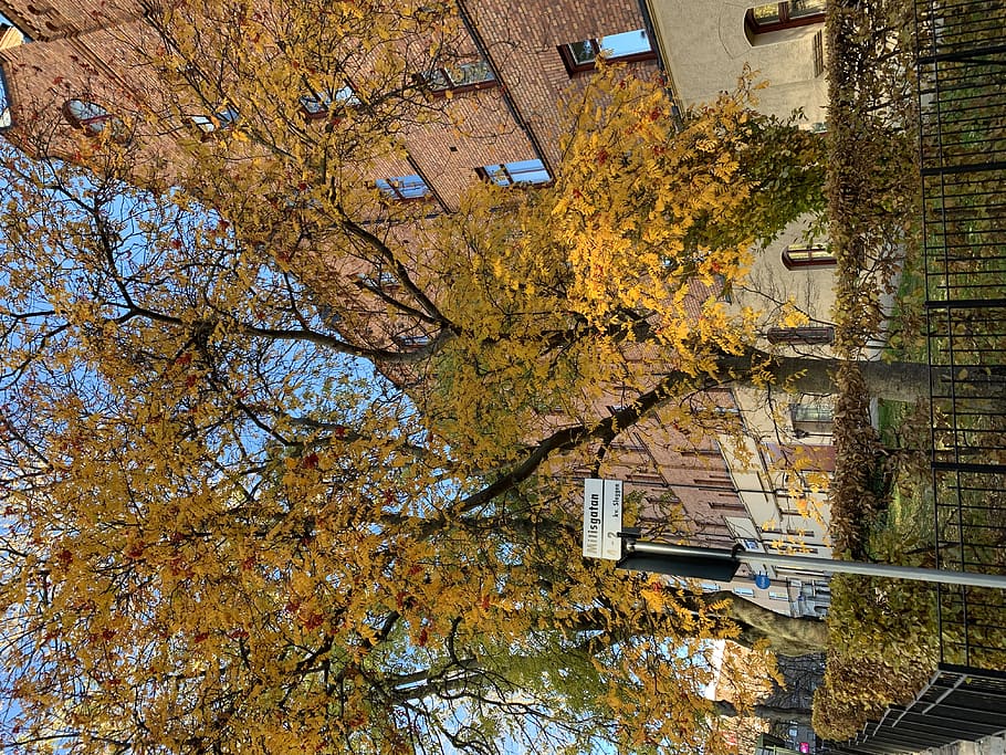 tree, plant, tree trunk, urban, building, town, city, stockholm HD wallpaper