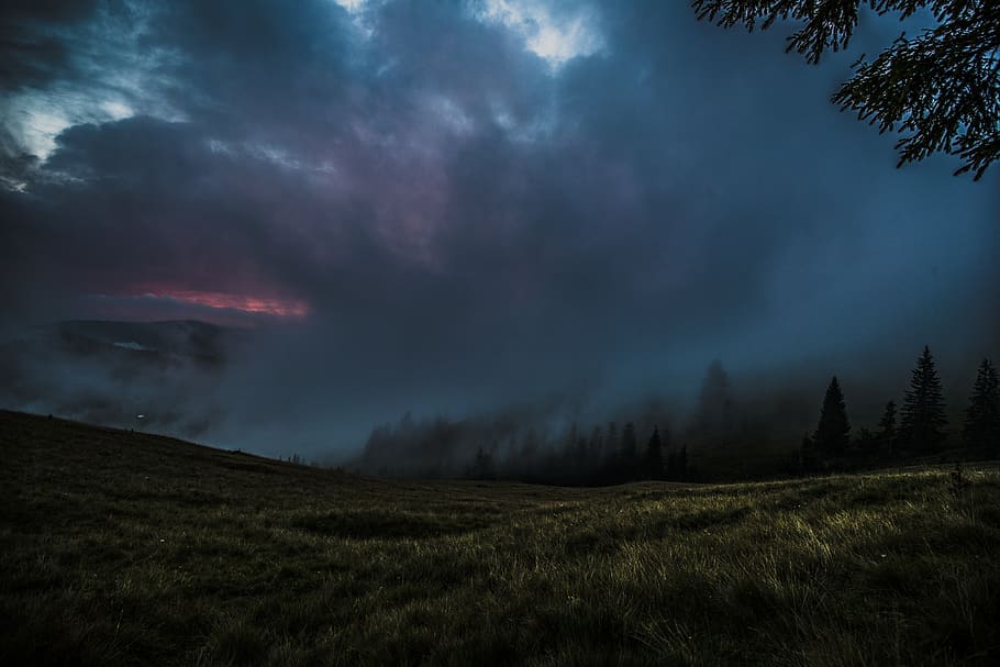 green trees under gray sky, beauty in nature, plant, cloud - sky HD wallpaper