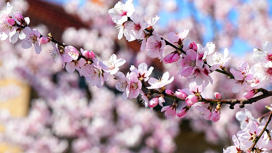 almond tree, blossom, bloom, spring, pink, almond blossom, flowers HD wallpaper