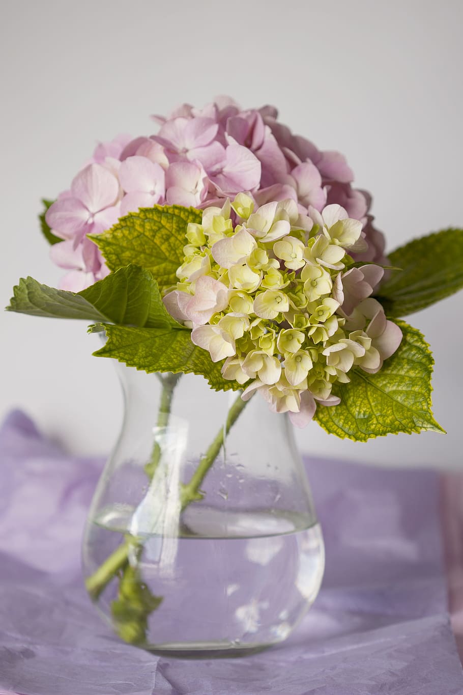 Close-Up Photo of Pink Flowers On Flower Vase, beautiful, bloom HD wallpaper
