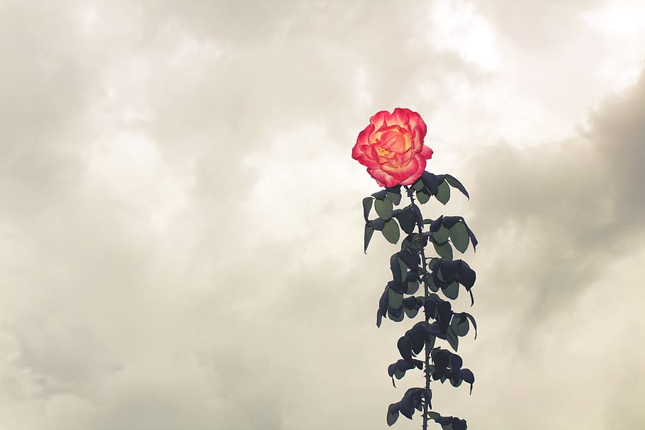 flower, beauty in nature, sky, plant, flowering plant, cloud - sky HD wallpaper