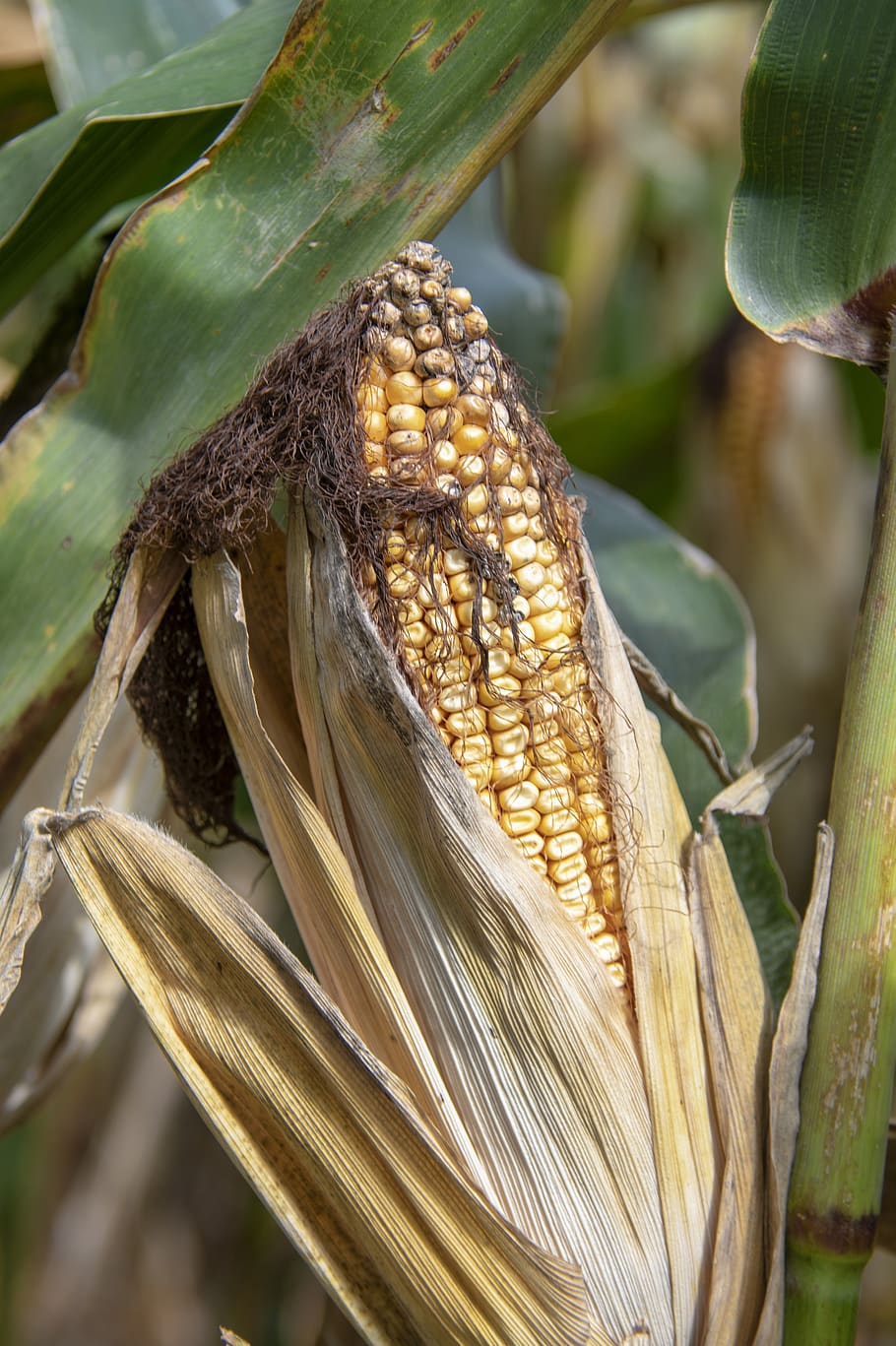corn, farm, nature, grain, cereal, seed, field, countryside HD wallpaper