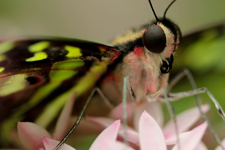 A macro shot of a butterfly on top of a flower., taiwan, kaohsiung city