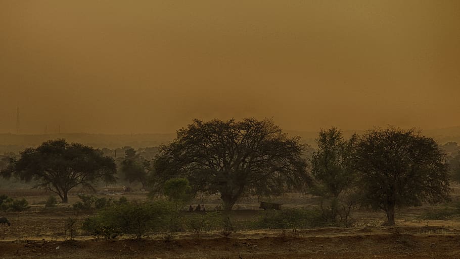 india, shirahatti, trees, plant, sky, tranquility, tranquil scene HD wallpaper