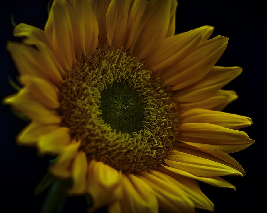 yellow sunflower, plant, blossom, daisies, daisy, pollen, treasure flower HD wallpaper