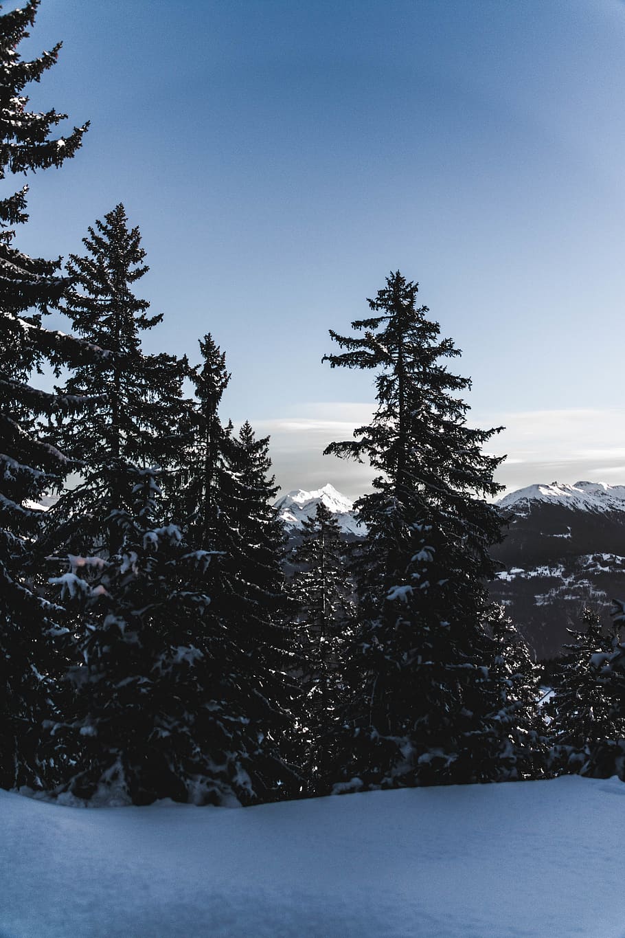 green-leafed trees during daytime, plant, abies, fir, switzerland HD wallpaper