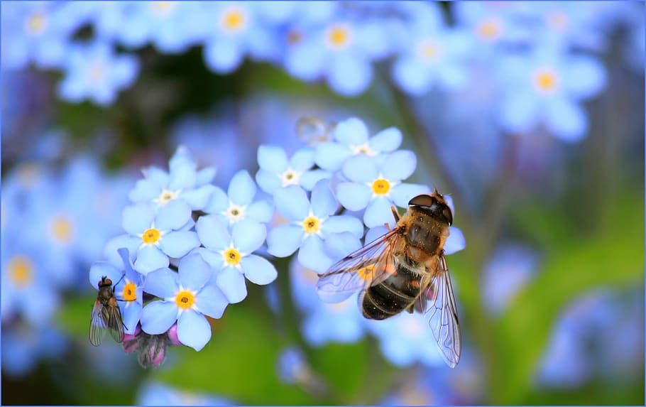 Yellow Bee on White Flower on Selective Focus Photography, bloom HD wallpaper