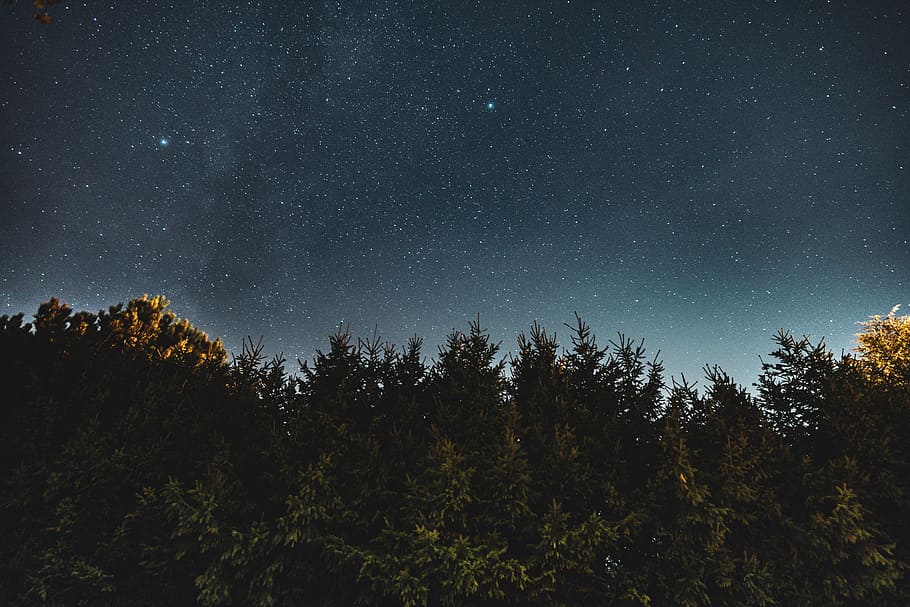 green leafed trees under night sky, star, forest, blue, pine, HD wallpaper