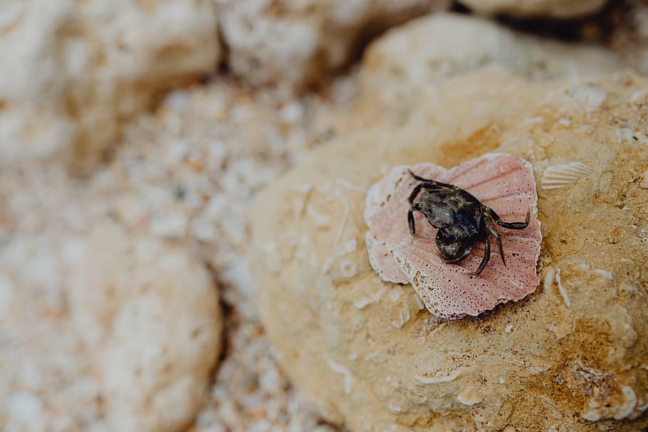 Dry dead crab at the beach, nature, animal themes, animal wildlife HD wallpaper