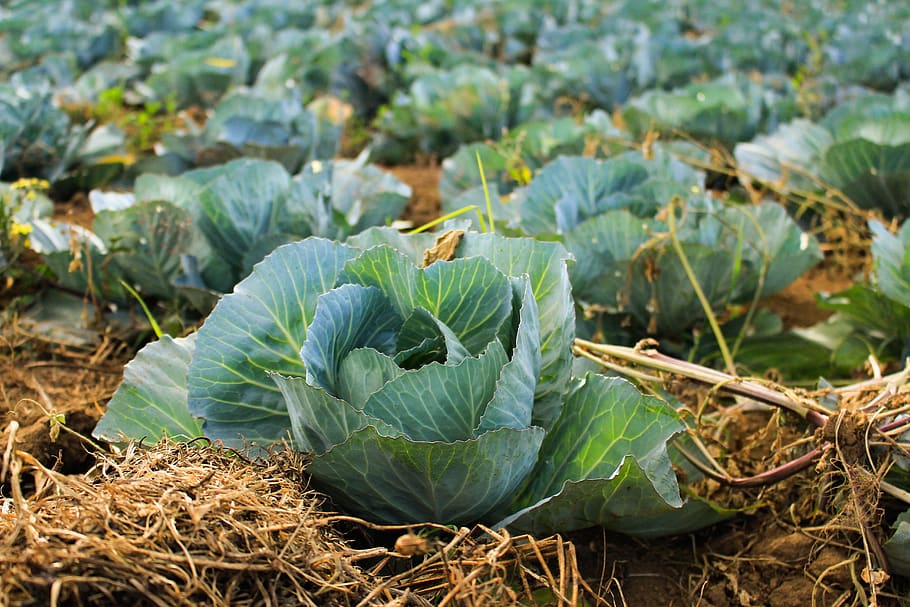 bok choy at daytime, vegetable, plant, food and drink, freshness HD wallpaper