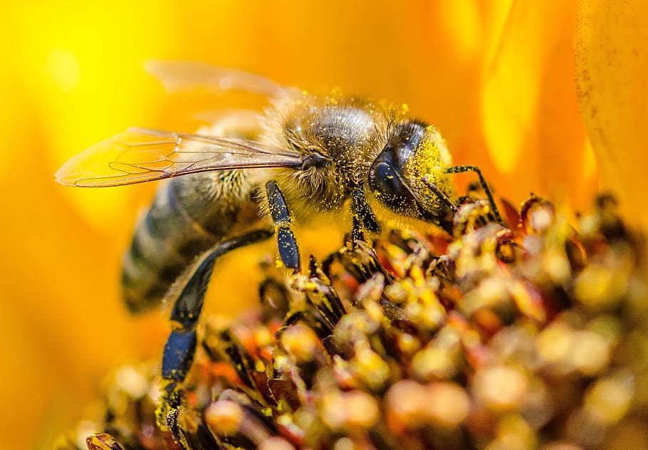yellow wasp, invertebrate, insect, flower, animal themes, animal wildlife HD wallpaper