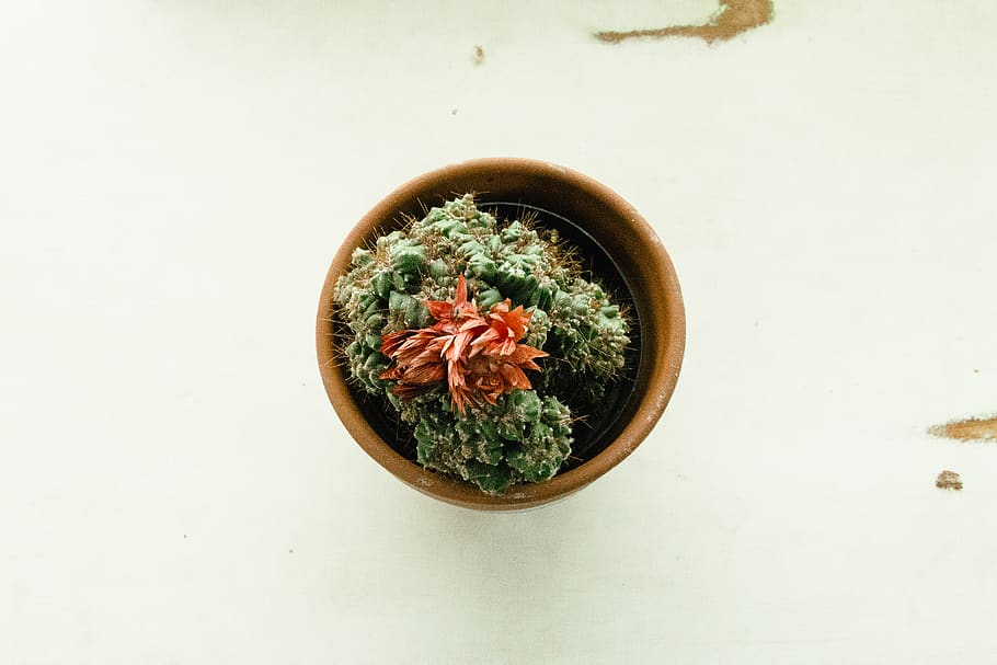 cactus, flower, pot, succulent, plant, love, soil, grow, food and drink HD wallpaper