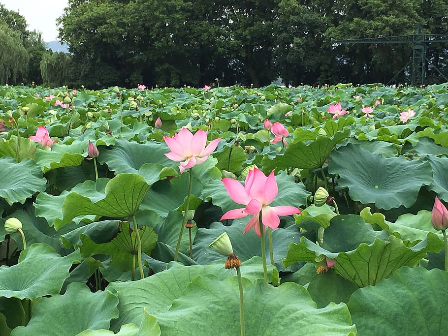 lotus, plant, flower, flowering plant, growth, beauty in nature HD wallpaper