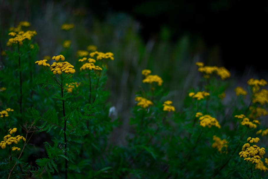 sweden, böda, flower, flowering plant, yellow, beauty in nature HD wallpaper