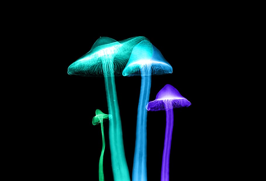 four assorted-color lights, black background, studio shot, green color HD wallpaper