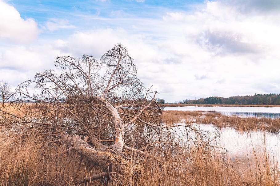 nature, tree, water, landscape, cloud - sky, plant, tranquility HD wallpaper