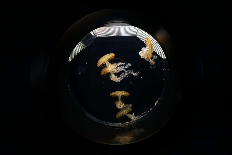 jellyfish, water, animal, sea life, aquatic, medooza, jellyfish aquarium HD wallpaper