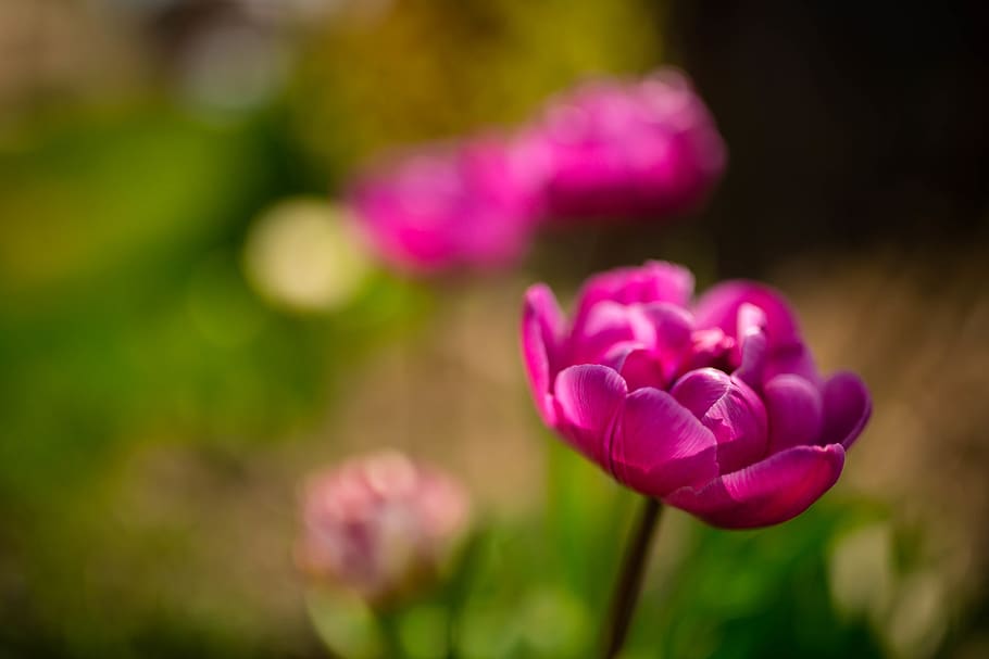 flowers, tulips, flowering plant, freshness, pink color, beauty in nature HD wallpaper
