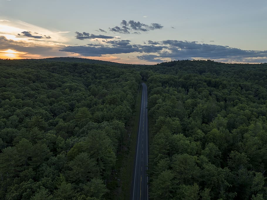 aerial photography of road between trees during golden hour, forest