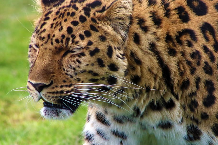 amur, amur leopard, nature, predator, cat, animal, head, face, HD wallpaper