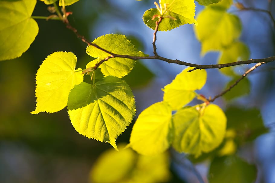 con2011, spring, leaves, plant, plant part, leaf, close-up HD wallpaper