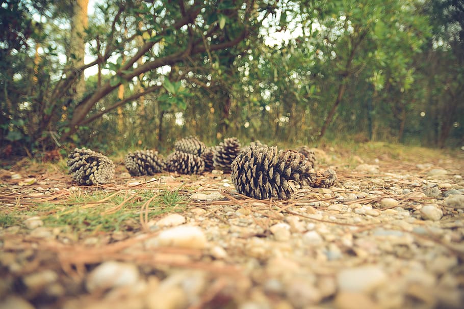pine cones, tree, selective focus, animal, animals in the wild HD wallpaper