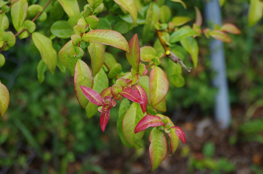 canada, langley, growth, plant, close-up, beauty in nature HD wallpaper