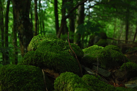 tree, nature, forest, branch, plant, sunlight, leaf, moss, green HD wallpaper