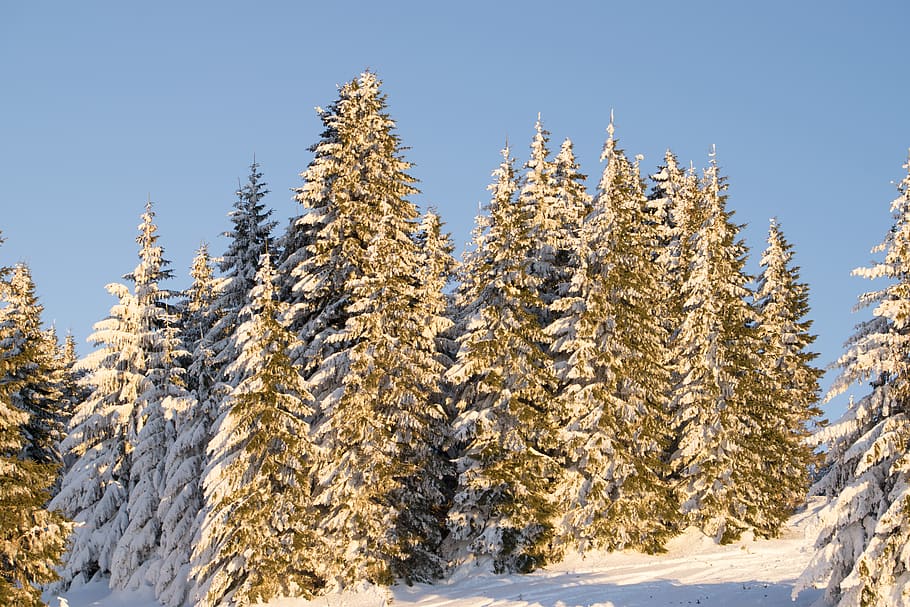 serbia, kopaonik, pines, trees, winter, snow, cold temperature, HD wallpaper