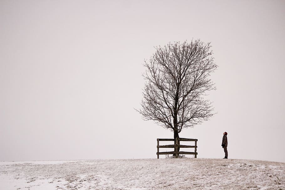 A young Caucasian man and a tree on a snowy hill with foggy background, HD wallpaper