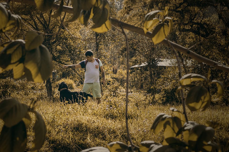 green, otoño, dog, plant, nature, real people, land, one person HD wallpaper