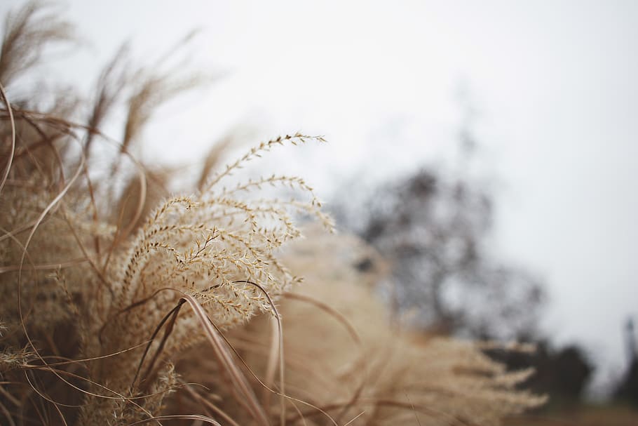 Close-up Photography Of Brown Grass, field, nature, plant, weeds HD wallpaper