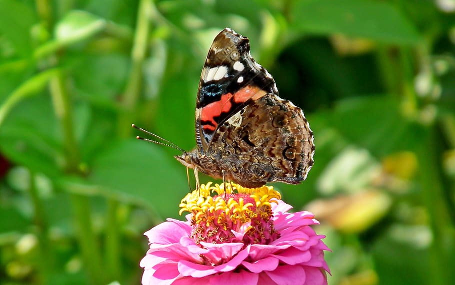 butterfly, insect, colored, nature, macro, wings, summer, flower HD wallpaper