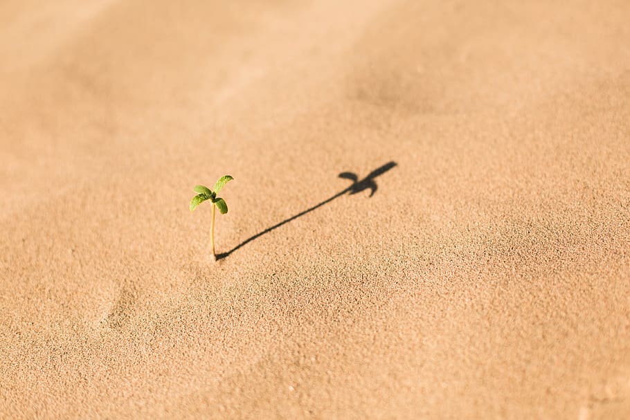 white, sand, beach, desert, plant, sunny, day, nature, land HD wallpaper
