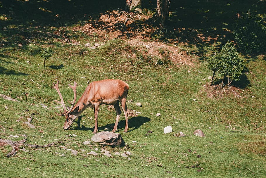 deer eating grass, animal themes, mammal, animal wildlife, land HD wallpaper