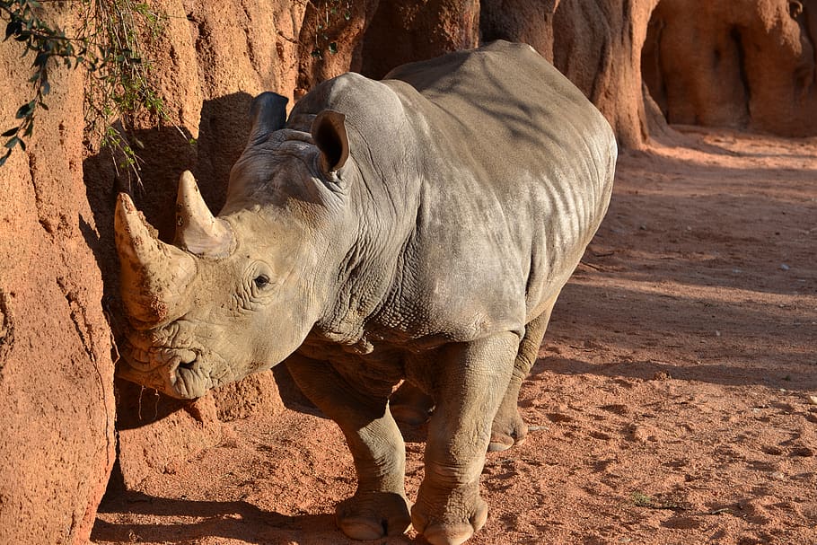 gray rhinoceros on focus photography, animal, mammal, wildlife, HD wallpaper