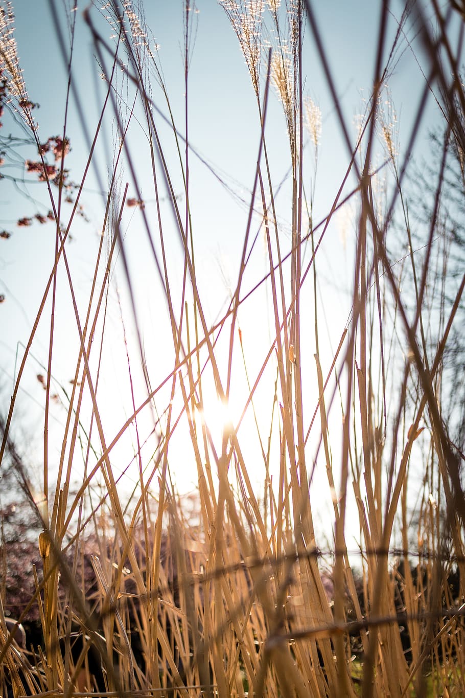 denmark, utterslev mose, trees, nature, sun, sunset, plant HD wallpaper