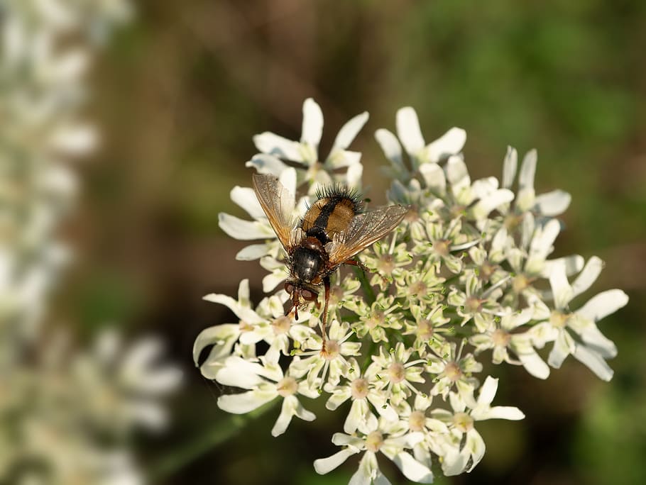 fly, insect, compound eyes, macro, nature, animal world, calliphora vicina HD wallpaper