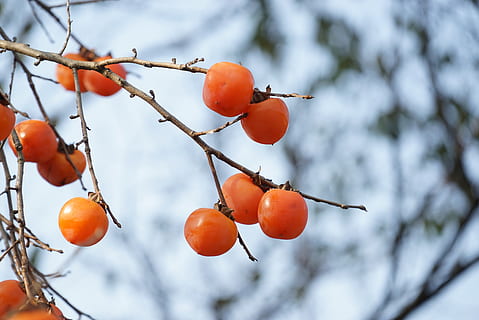persimmon, fruit, healthy eating, food, food and drink, tree HD wallpaper