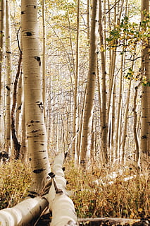 plant, tree, birch, forest, tree trunk, heber city, ut, aspen loop HD wallpaper