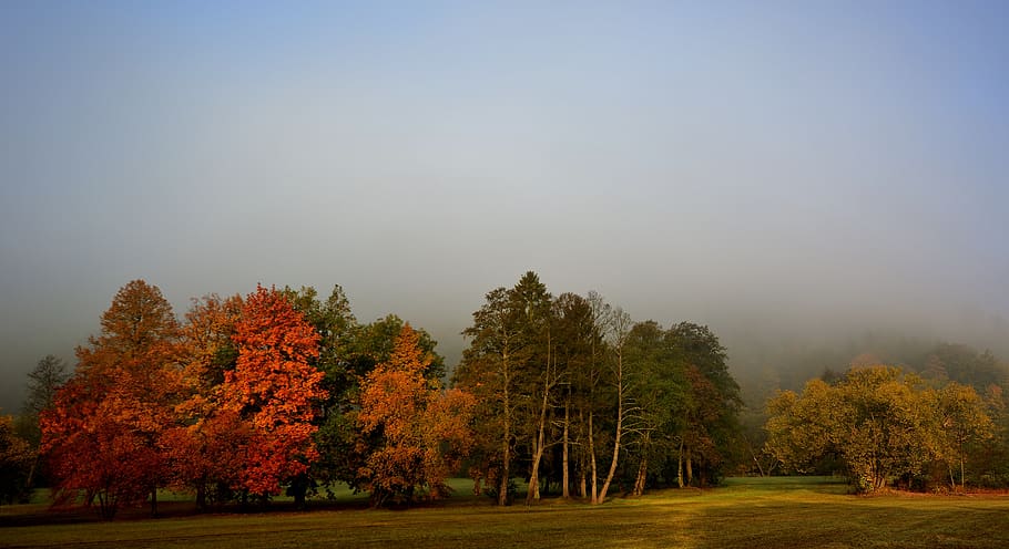 sunrise, fog, greizer park, thuringia germany, autumn, tree HD wallpaper