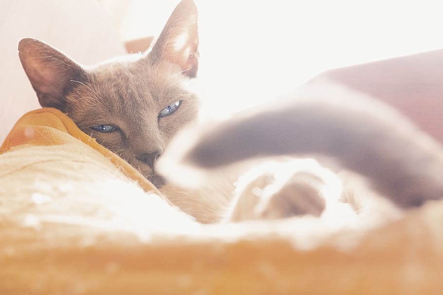 gray cat lying down on orange bed, domestic, mammal, domestic animals HD wallpaper