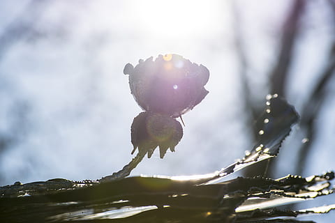 light, flare, sunlight, bird, animal, rose, plant, iron, lights HD wallpaper